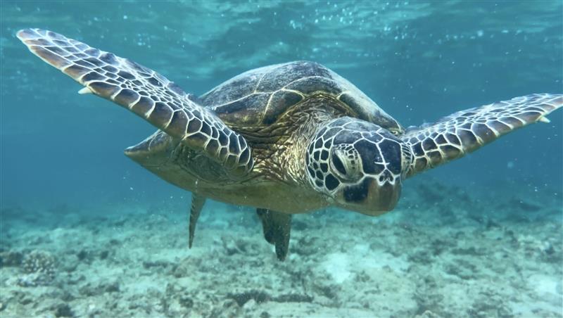 奄美のウミガメ